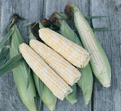 Corn Mountain Snow 